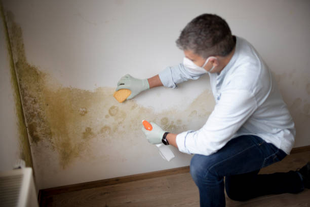 Reliable Weston Lakes, TX Mold Removal Solutions
