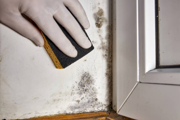 Best Mold Prevention Services  in Weston Lakes, TX